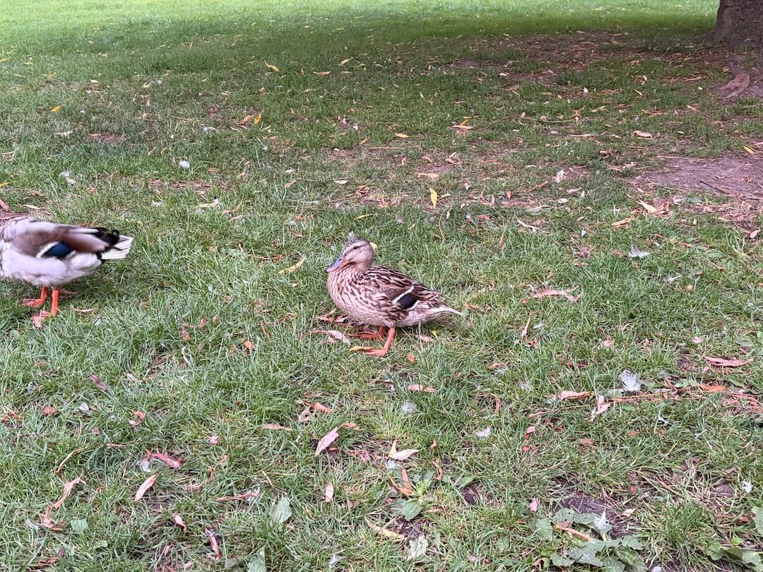 Quackers, a small female mallard, standing proudly on the grass by the Tiptree pond while a drake turns away behind her