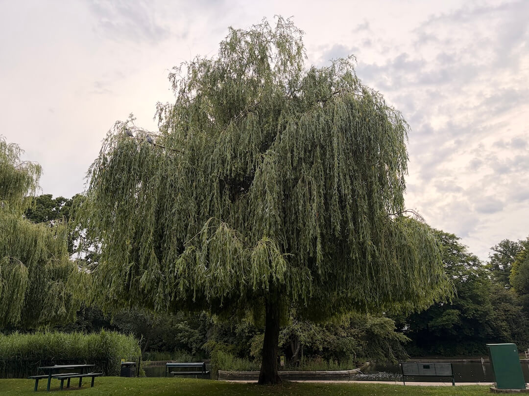 A large weeping willow beside the Tiptree pond, with benches nearby