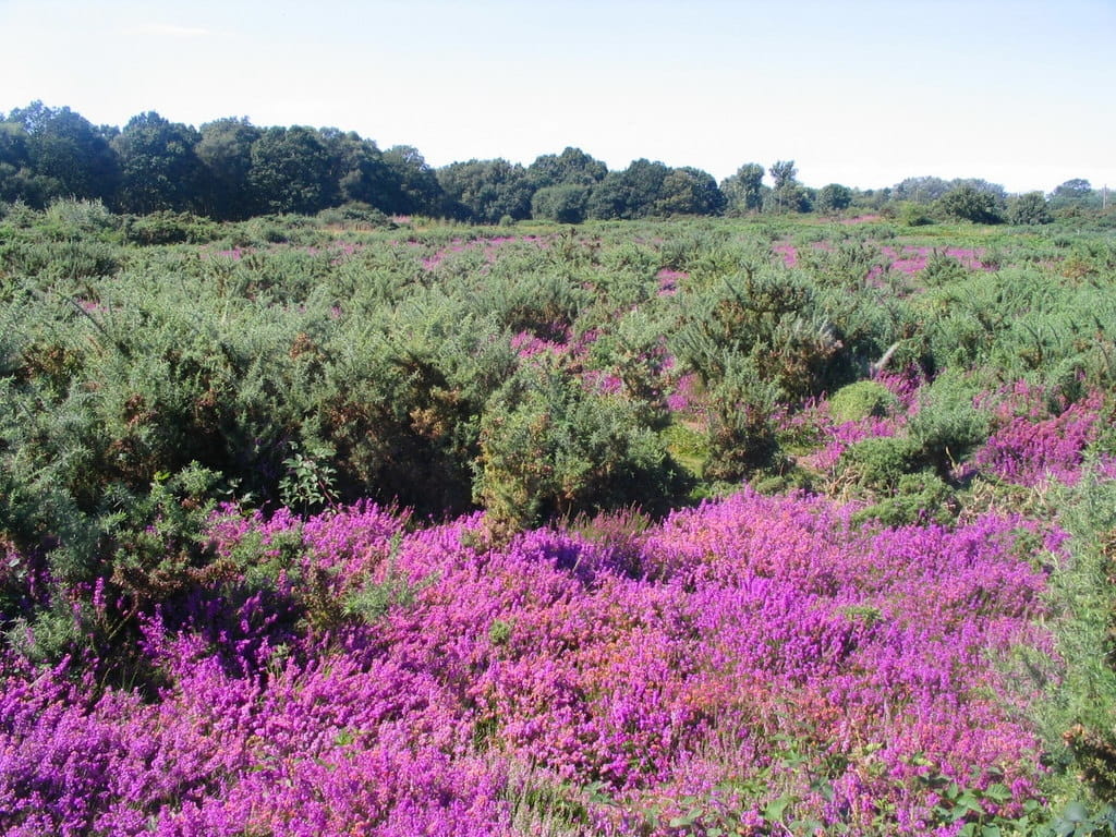 Purple heather in bloom across the open expanse of Tiptree Heath, Essex