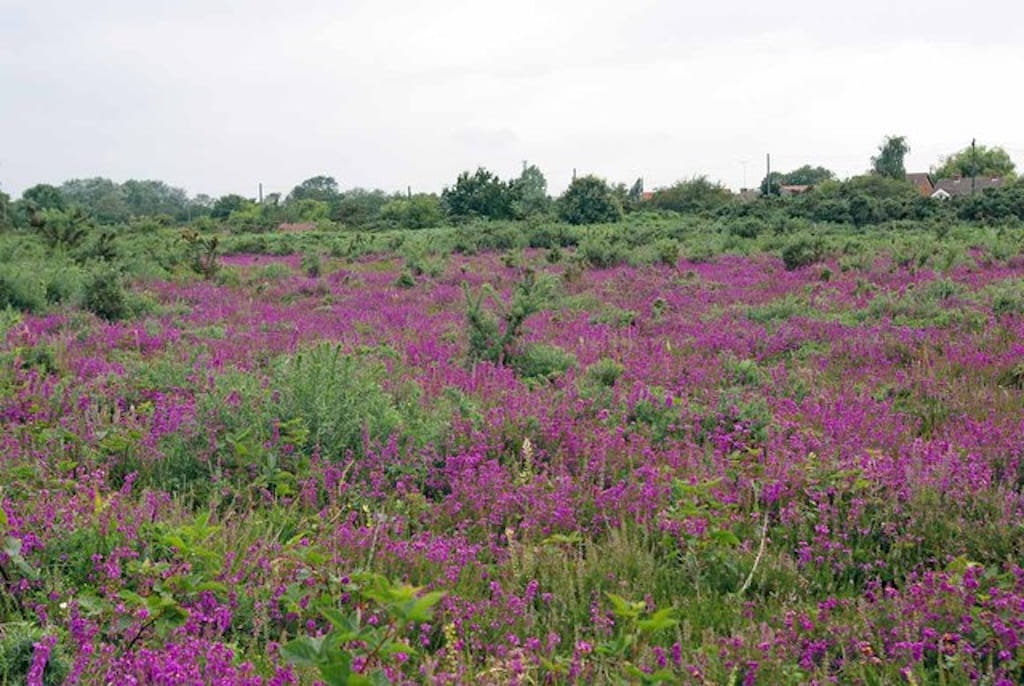 Open heather and gorse stretching across Tiptree Heath, the smugglers' gathering place