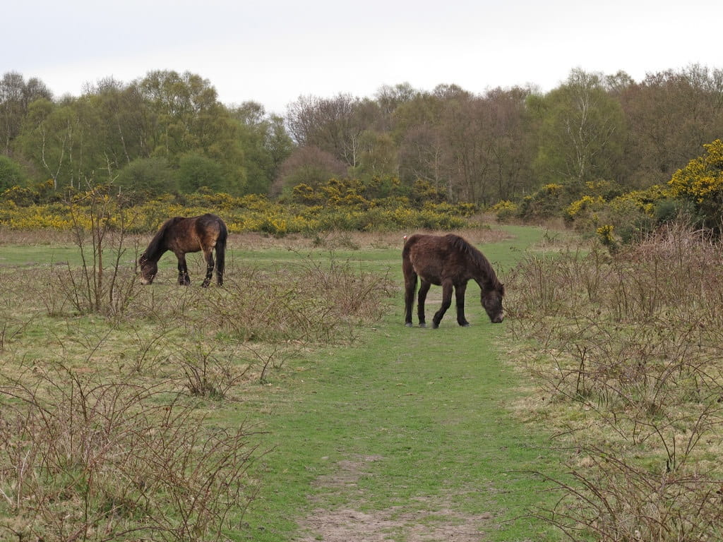 Exmoor ponies grazing on Tiptree Heath, keeping the scrub down
